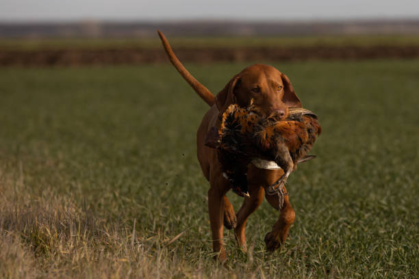 in education, hunting dog , vizsla