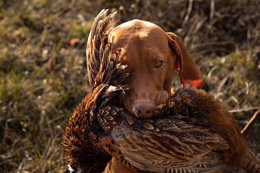 hunting dog, portrait,pheasant