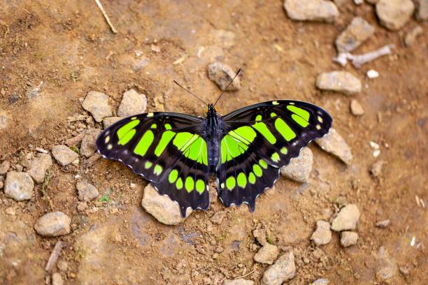 istock Malachite butterfly, Siproeta stelenes 2020939242