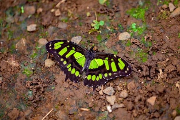 istock Malachite butterfly, Siproeta stelenes 2020939773