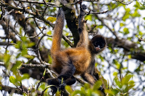 An ornate spider monkey, Ateles geoffroyi ornatus, in a tree, Costa Rica.