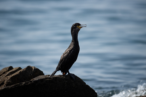 Cormorant sitting on a rock waiting for fish to catch