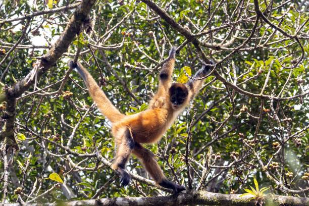 istock Ornate spider monkey, Ateles geoffroyi ornatus, in a tree 2020946606