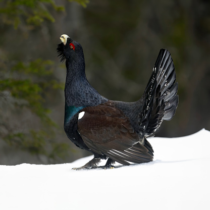 The Capercaillie