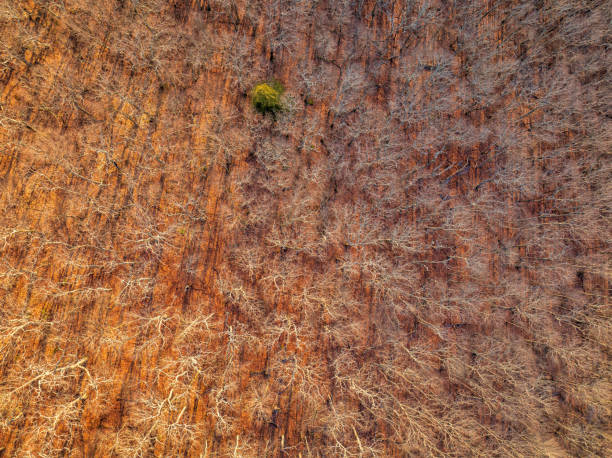 istock Aerial view of a remote forest in winter 2020953044