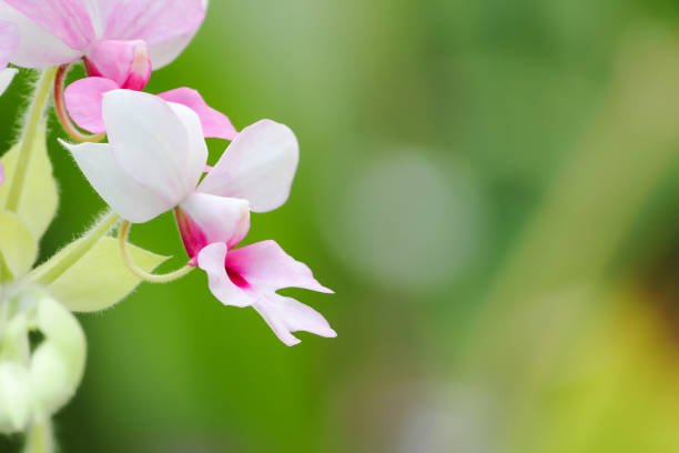 Purple orchid flower isolated on white background. Clipping Path