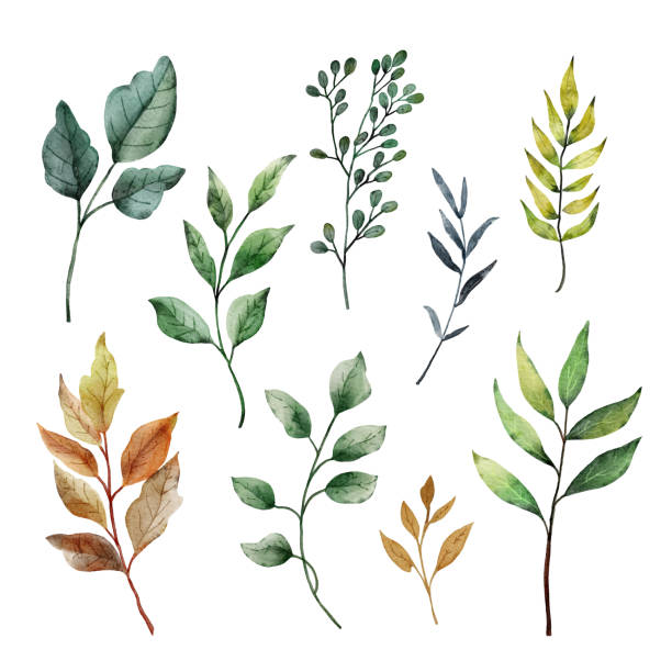 istock Watercolor set of branches with leaves. Hand drawn  illustration. 2020958867