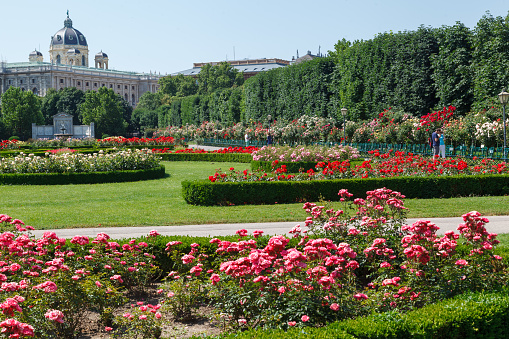The Volksgarten blooming garden next to the Natural History Museum in  Vienna, Austria