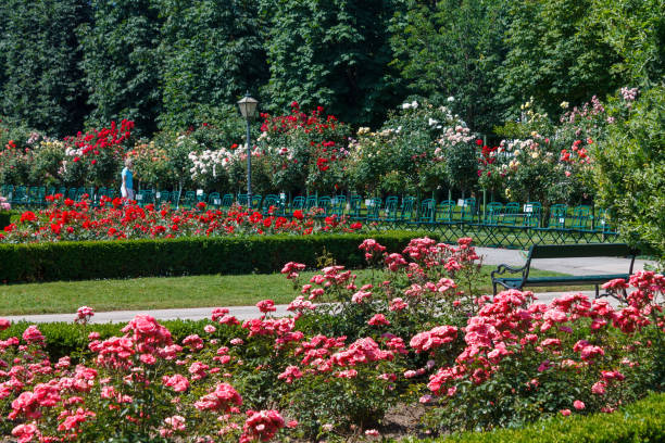 Beautiful Roses in the Garden. Peninsula Park Rose Garden in Portland, Oregon.
