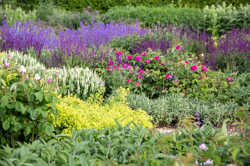 Lush flowering chives in the garden. Spring vegetable garden.