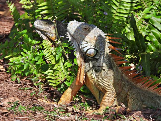 istock Green Iguanas (Iguana iguana) - resting in the bushes 2020984660
