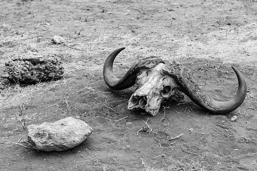 Skull of buffalo on ground at Serengeti national park, Tanzania