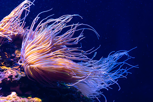 An anemone that the sea current moves its orange tentacles and a dark blue background