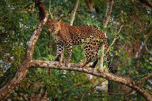 Leopard - Panthera pardus, big spotted yellow cat in the tree in India or Africa, genus Panthera cat family Felidae, sunset portrait on the tree standing on the branch.