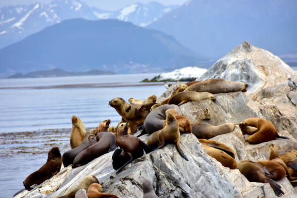 istock A colony of Sea Lions 2021004356