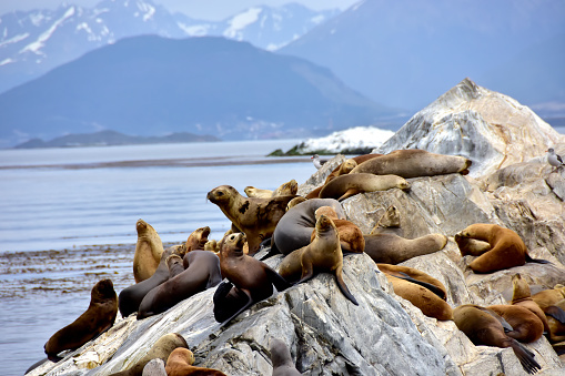 A colony of seal lions in the Beagle Channel, Argentina.