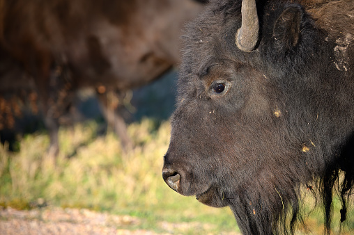 Closeup of a bison in Theodore Roosevelt National Park