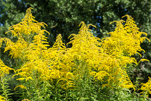 Background of Yellow flower, Yellow elder, Yellow bells, or Trumpetflower, Scientific name isTecoma stans