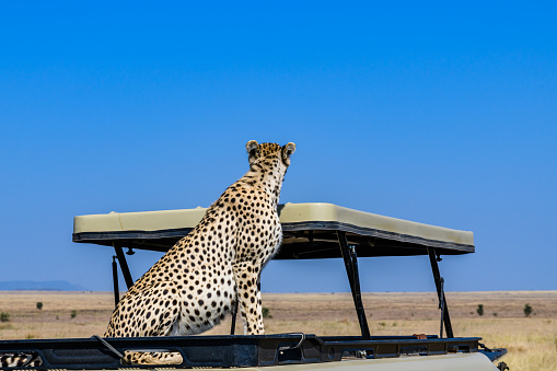 Young cheetah (Acinonyx jubatus) on roof of safari suv at Serengeti national park, Tanzania. Wildlife photo