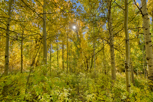 Inside an aspen forest with the sun shining through the bright yellow trees