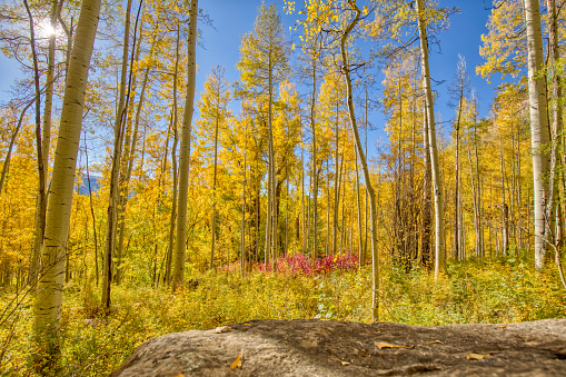 Inside an aspen forest with the sun shining through the bright yellow trees with bright red underbrush and a large rock in the foreground