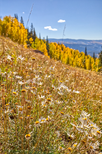 Selective focus of wildflowers on a hillside with yellow aspen trees in the background on a sunny day near Durango, Colorado.