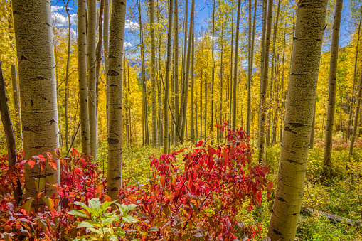 Bright red underbrush in a bright yellow aspen forest on a sunny day near Durango, Colorado