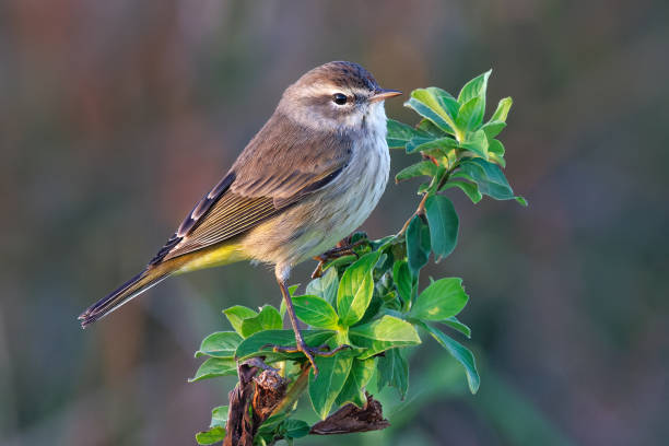 Palm Warbler perched in a shrub - Florida Palm Warbler (North American ) perched in a shrub - Florida wood warbler phylloscopus sibilatrix stock pictures, royalty-free photos & images
