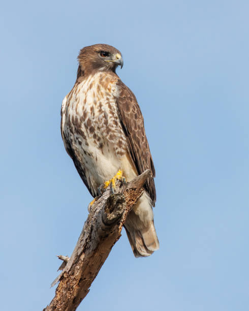 istock Red-tailed perched on a dead branch - Jekyll Island, Georgia 2021028960