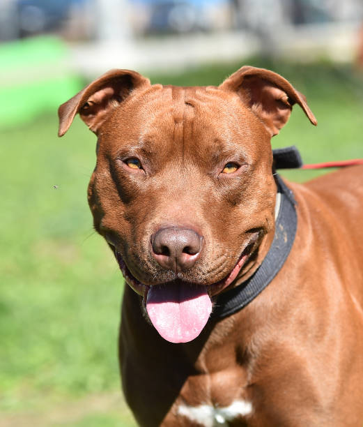 istock A portrait of serious pitbull terrier 2021033125
