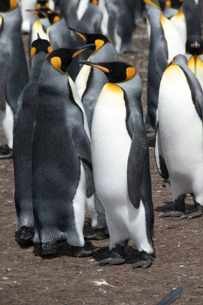 Colony of Penguins - fotografia de stock