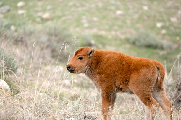 A Young Bison at Yellowstone National Park - fotografia de stock