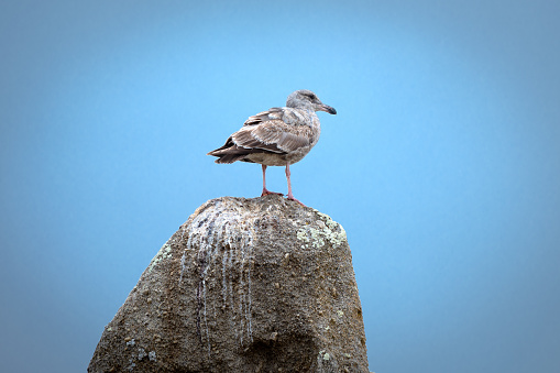 Portrait of a Seagull with the blue sky in the background