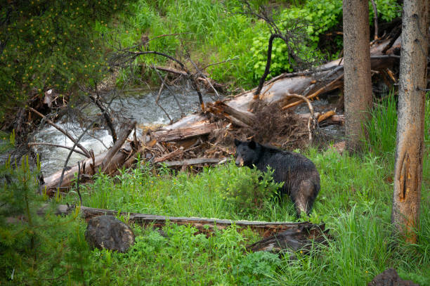 Black Bear Foraging Near a Stream - fotografia de stock