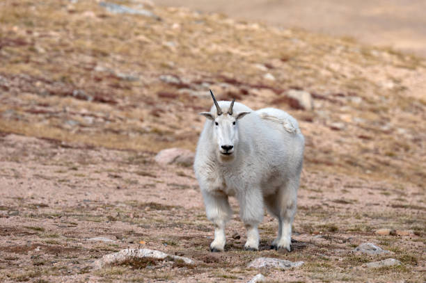 Mountain Goat on the Beartooth Highway - fotografia de stock