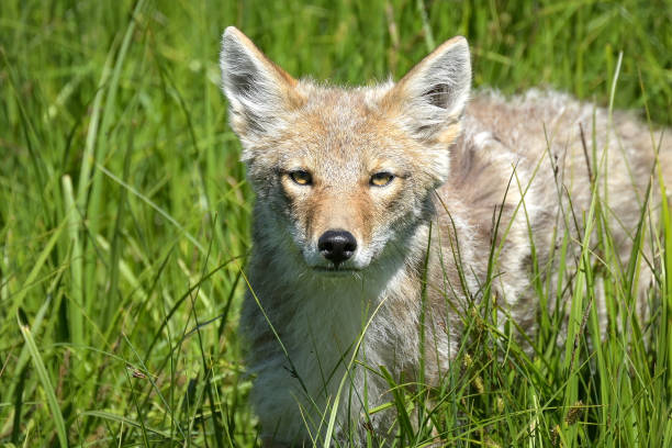 istock Coyote in the Tall Grass 2021046362