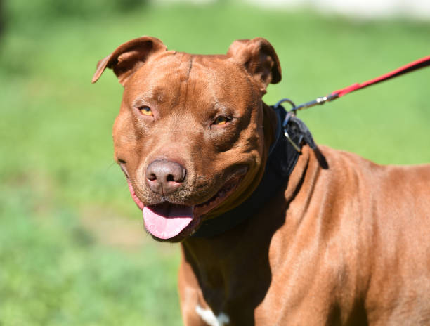 istock A portrait of serious pitbull terrier 2021060602