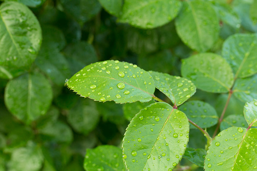 Green leaves with raindrops in garden, closeup view