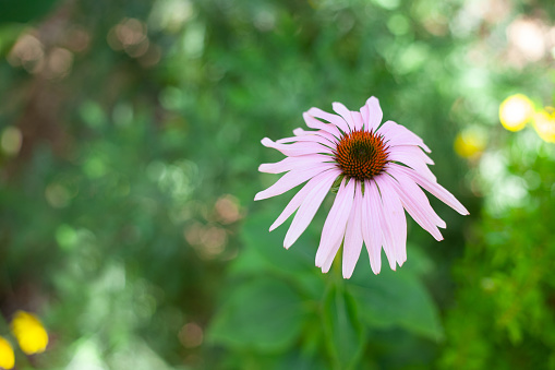 Echinacea purpurea or Purple Coneflower, is a herb used to stimulate the immune system. A hardy perennial with lots of blooms. The plants have large, showy heads of composite flowers, blooming from early to late summer. 