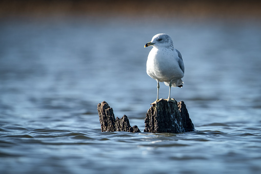 Ring-billed Gull perched on a stump protruding from the water
