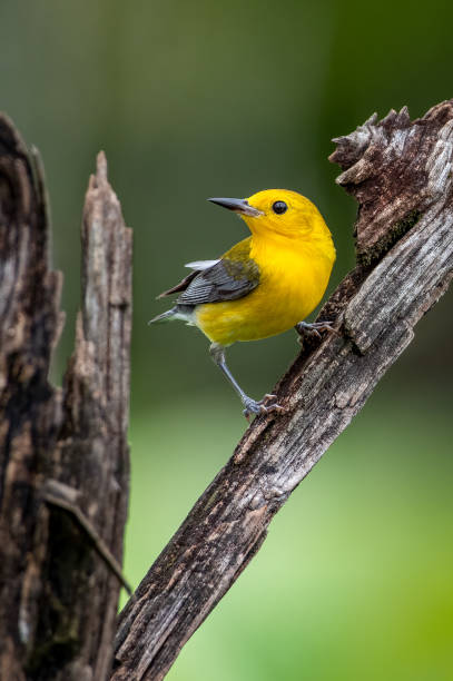 Prothonotary Warbler