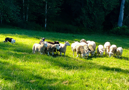 Sheep farm border collies