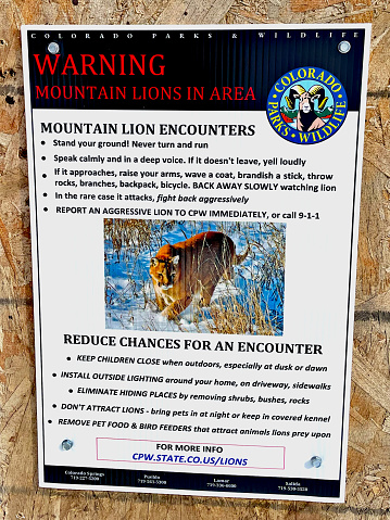 Buena Vista, Colorado, USA - February 10, 2024: A sign posted by Colorado Parks and Wildlife warns residents of recent mountain lion activity near the Whipple Bridge where it intersects the Arkansas River Trail and crosses the Arkansas River.