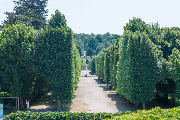 The line of tress inside the gardens of the summer Schönbrunn palace in Vienna, Austria.