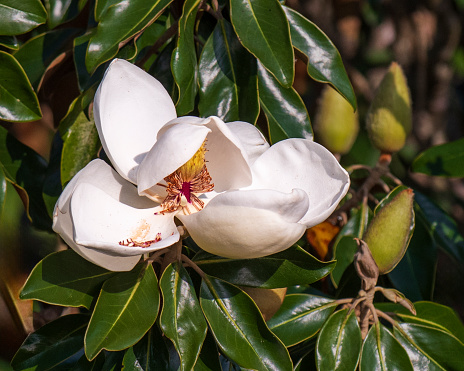 Horizontal closeup photo of a single perfect white flower, flower Bud and glossy green leaves growing on a Magnolia tree in a garden.