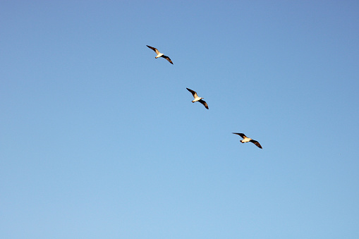 Seagulls flying in the sky at sunset. freedom themed photo