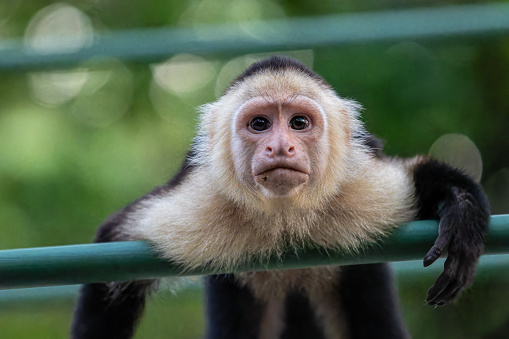 White face monkey aslo known as Capuchin monkey very common seen in Costa Rica. They have gray white hair, black limbs, and black circle around their eyes.