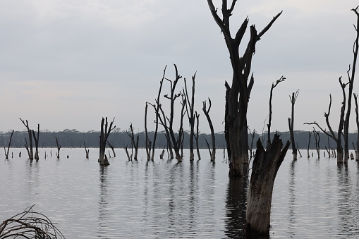 Dead tree trunks in rising waters of alkaline lake