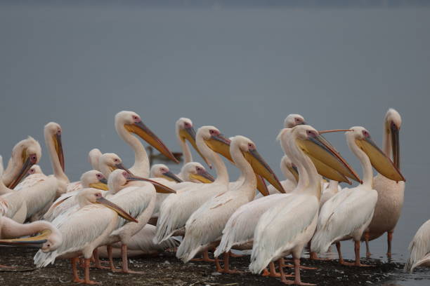 istock Pelicans at the waterline 2021146495