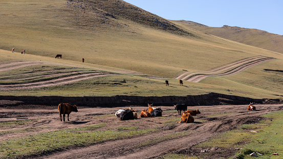 Cows graze in the middle of a wild track in the middle of the central Mongolian lowlands
